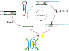 Label Free And Nicking Enzyme Assisted Fluorescence Signal Amplification For Rnase H Determination Based On A G Quadruplexe Thioflavin T Complex Talanta X Mol