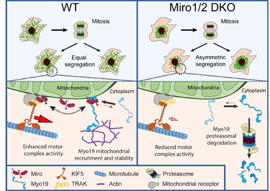 Miro 蛋白协调微管和肌动蛋白依赖性线粒体转运和分布,The EMBO Journal - X-MOL