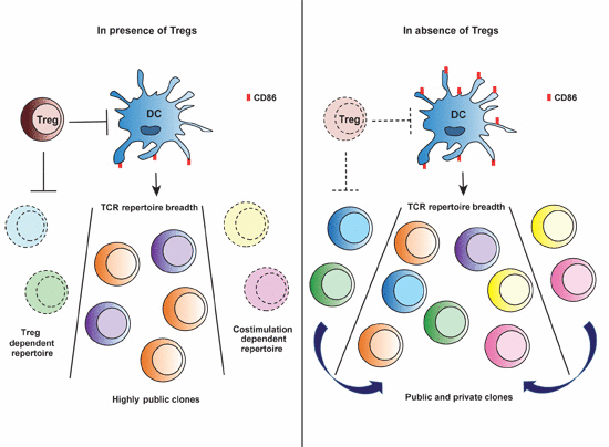 Regulatory T cells constrain the TCR repertoire of antigen‐stimulated ...