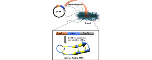 In Cell Production Of A Genetically Encoded Library Based On The 8 Defensin Rtd 1 Using A Bacterial Expression System Bioorganic Medicinal Chemistry X Mol