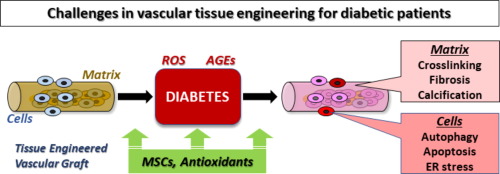 Challenges in vascular tissue engineering for diabetic patients.,Acta ...