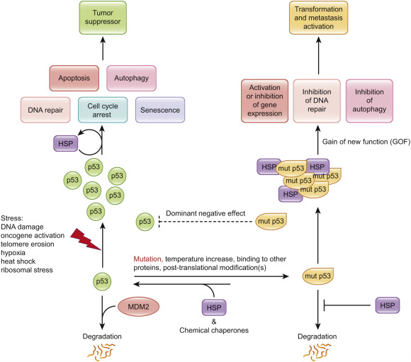 chaperoning-the-guardian-of-the-genome-the-two-faced-role-of-molecular