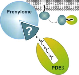 Pde 新型PDEδ相互作用蛋白的鉴定,Bioorganic & Medicinal Chemistry - X-MOL