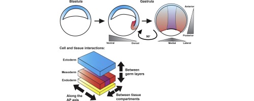 Regulation of gastrulation movements by emergent cell and tissue ...