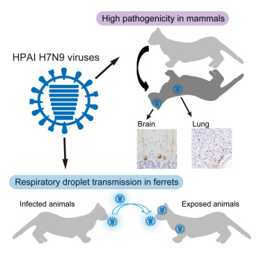 A Highly Pathogenic Avian H7N9 Influenza Virus Isolated from A Human Is ...
