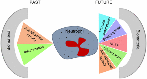 Neutrophils at the Biological–Material Interface,ACS Biomaterials ...
