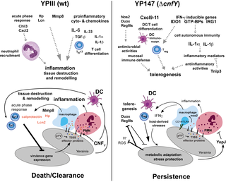Loss of CNFY toxin-induced inflammation drives Yersinia ...