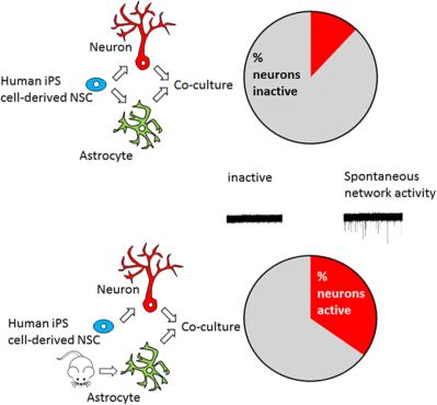 Neonatal Mouse Cortical But Not Isogenic Human Astrocyte Feeder