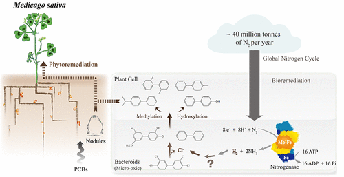 根瘤菌-豆科菌共生中固氮与四氯联苯脱氯的耦合,Environmental Science & Technology - X-MOL