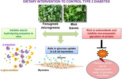 In vitro regulation of enzymatic release of glucose and its uptake by ...