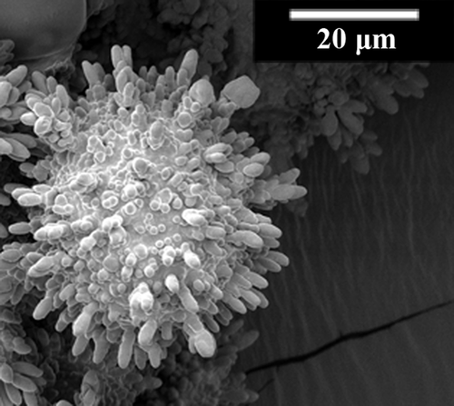 Core–Shell Microcapsules Containing Flame Retardant Tris(2-chloroethyl ...