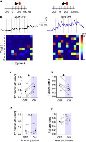 Sst Inhibitory Control Precisely Timed Nicotinic Activation Drives SST Inhibition in ...