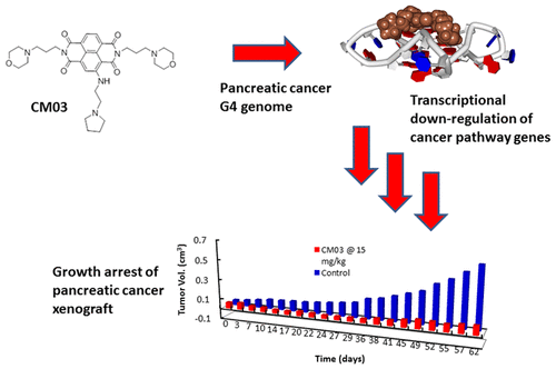 Targeting Multiple Effector Pathways in Pancreatic Ductal ...