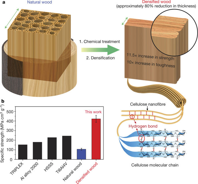 Turning Trees into Towers – Transforming Bulk Natural Wood into a High-Performance Structural Material