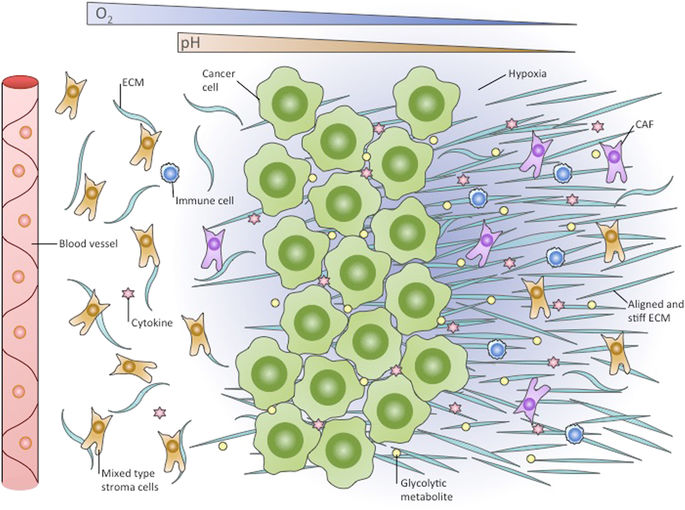 The hypoxic tumour microenvironment oncogenesis x mol