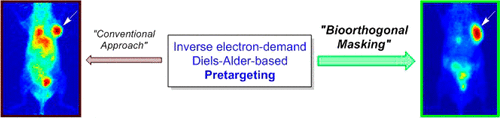 Bioorthogonal Masking of Circulating Antibody–TCO Groups Using ...