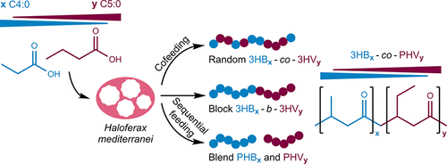 Biosynthesis and Characterization of Polyhydroxyalkanoates with ...