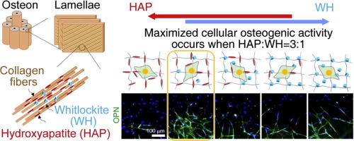 synergistic-interplay-between-the-two-major-bone-minerals