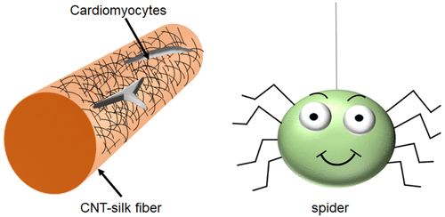 carbon nanotubes spider silk carbon nanotubes spider silk