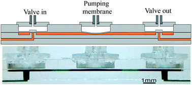 Pressure-actuated monolithic acrylic microfluidic valves and pumps†,Lab ...