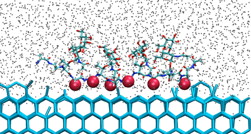 Antifreeze glycoproteins bind reversibly to ice via hydrophobic groups ...