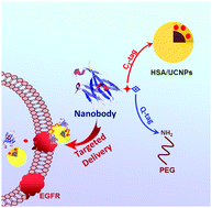 Transglutaminase Mediated PEGylation Of Nanobodies For Targeted Nano ...