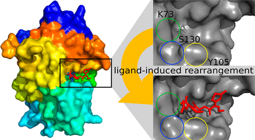 Substrate Binding Induces Conformational Changes in a Class A β ...