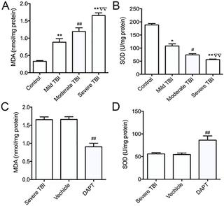 Notch signaling inhibitor DAPT provides protection against acute ...