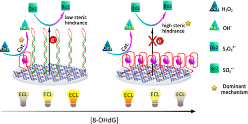 competitive-multiple-mechanism-driven-electrochemiluminescent-detection