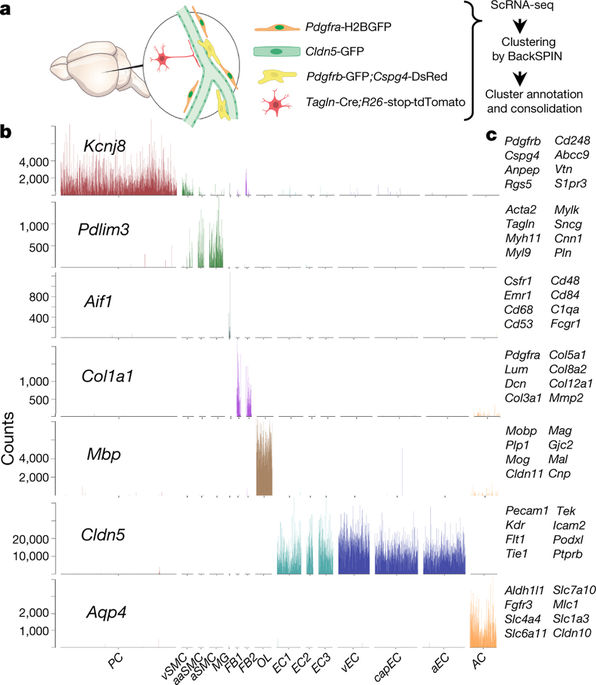 A molecular atlas of cell types and zonation in the brain vasculature ...