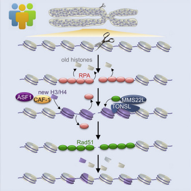 The Histone Chaperones ASF1 And CAF-1 Promote MMS22L-TONSL-Mediated ...