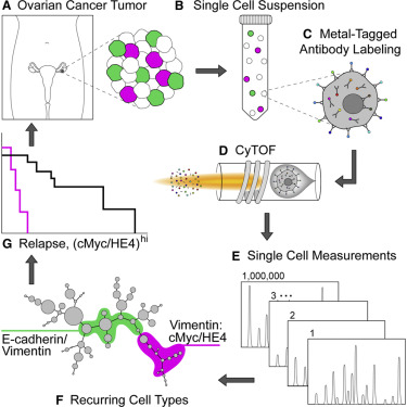 Commonly Occurring Cell Subsets In High Grade Serous Ovarian Tumors Identified By Single Cell Mass Cytometry Cell Reports X Mol