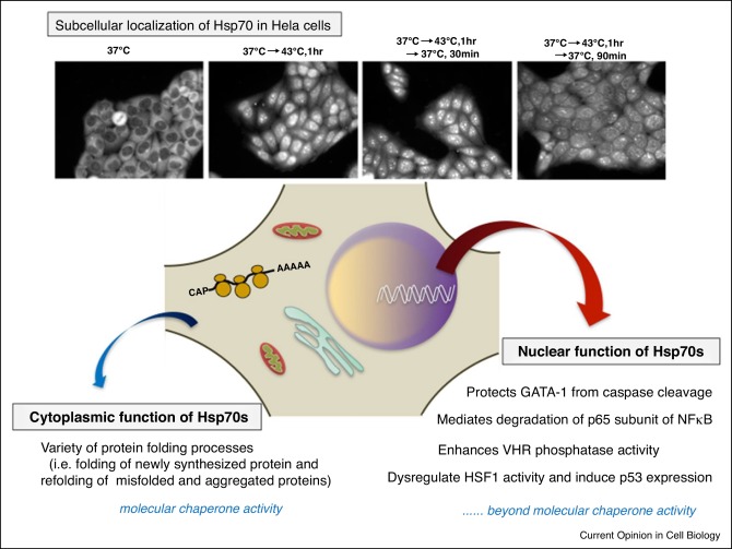 Heat stress induced nuclear transport mediated by hikeshi confers