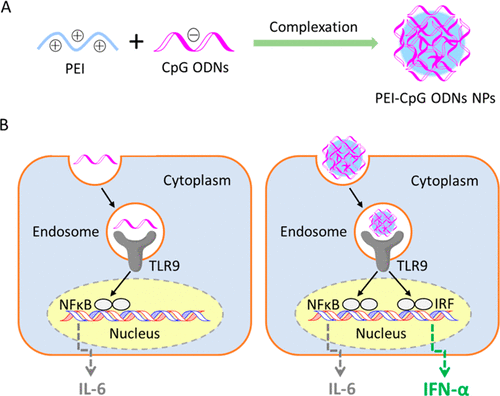 Polyethylenimine-Mediated CpG Oligodeoxynucleotide Delivery Stimulates ...