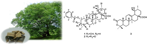 施氏 桦(Betula schmidtii) 树枝的生物活性三萜 ,Bioorganic Chemistry - X-MOL