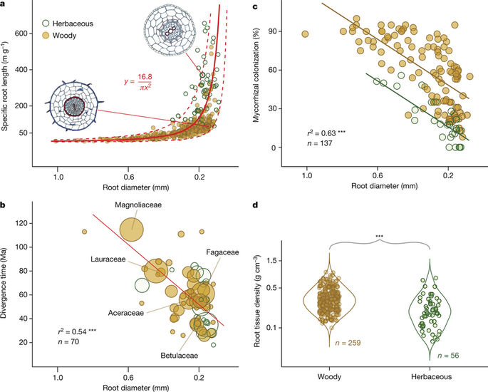 Evolutionary history resolves global organization of root functional