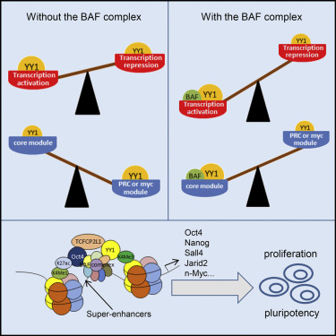YY1 Positively Regulates Transcription by Targeting Promoters and Super ...