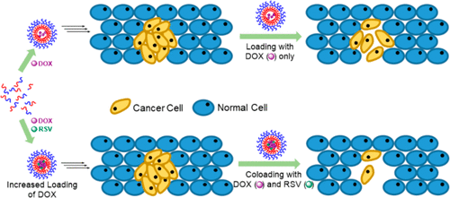 Combination Loading of Doxorubicin and Resveratrol in Polymeric ...