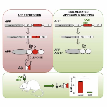 Targeting Amyloid-β Precursor Protein,