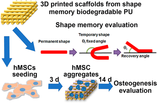 Biodegradable Water-Based Polyurethane Shape Memory Elastomers For Bone ...