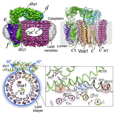 The 3 5 A Cryoem Structure Of Nanodisc Reconstituted Yeast Vacuolar Atpase Vo Proton Channel Molecular Cell X Mol