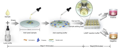 Equipment-free nucleic acid extraction and amplification on a simple ...