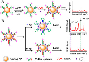 Internal standard-based SERS aptasensor for ultrasensitive quantitative ...