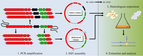 Direct Pathway Cloning (DiPaC) to unlock natural product biosynthetic ...