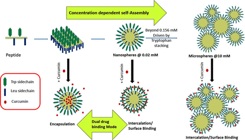 Self-Assembly Mechanism of a Peptide-Based Drug Delivery Vehicle,ACS ...