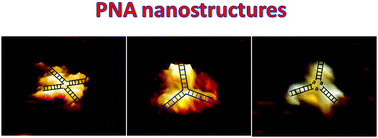 Construction of tunable peptide nucleic acid junctions,Chemical ...