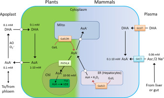 Ascorbic Acid Metabolism And Functions A Comparison Of Plants And Mammals Free Radical Biology And Medicine X Mol