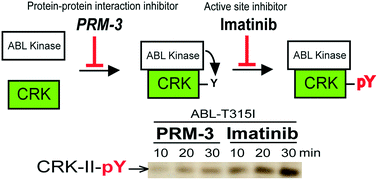 Structure Guided Design Of A Potent Peptide Inhibitor Targeting The Interaction Between Crk And Abl Kinase Medchemcomm X Mol