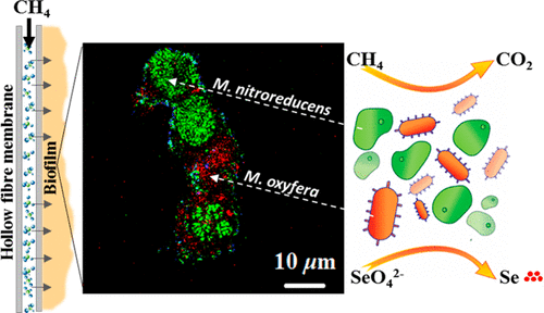 Microbial Selenate Reduction Driven By A Denitrifying Anaerobic Methane ...