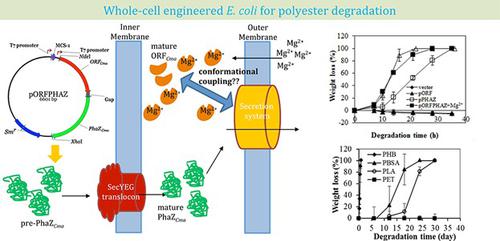 Co Expression Of Orfcma With Phb Depolymerase Phazcma In Escherichia Coli Induces Efficient Whole Cell Biodegradation Of Polyesters Biotechnology Journal X Mol